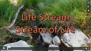 Life Stream — Stream of Life