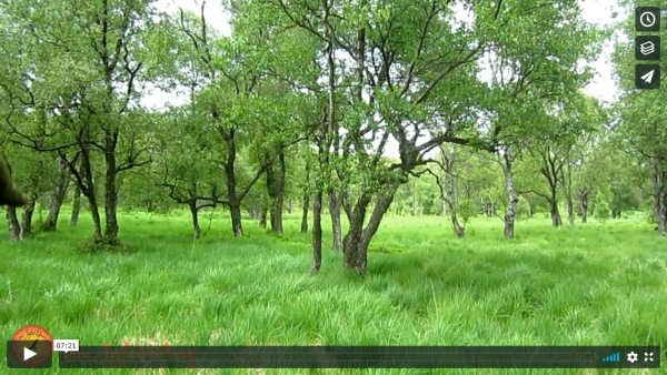 Have a Break: 7 min. Meditation in Nature - Forest bathing in a birch grove