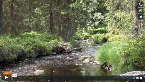 Have a Break: 7 min. Meditation in Nature - Stream Through a Forest